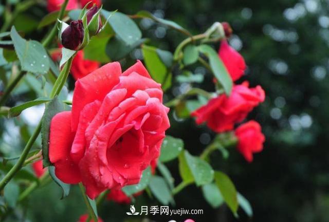 月季花養(yǎng)殖的一些注意事項，盆栽月季需要如何養(yǎng)護？(圖1)