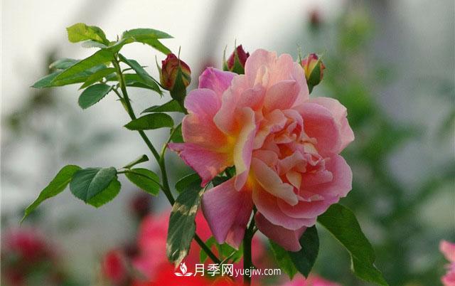 小白不知道微型月季肥水管理，那么月季花需要什么肥料(圖1)