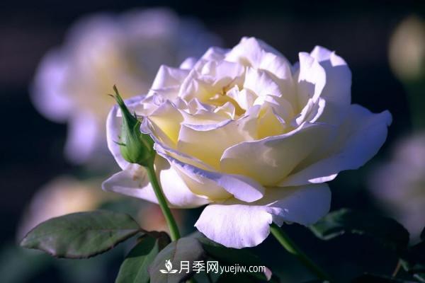 白色月季花的花語和寓意(圖1)