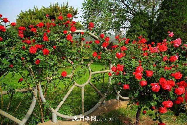 月季花冬天如何剪枝？(圖1)