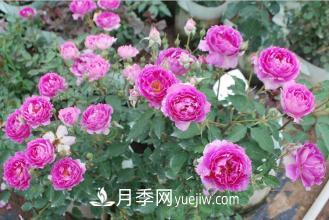 ***香的月季品種是什么？盤點(diǎn)4種濃香月季(圖3)