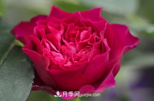 ***香的月季品種是什么？盤點(diǎn)4種濃香月季(圖1)
