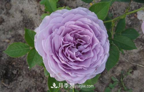 ***香的月季品種是什么？盤點(diǎn)4種濃香月季(圖2)