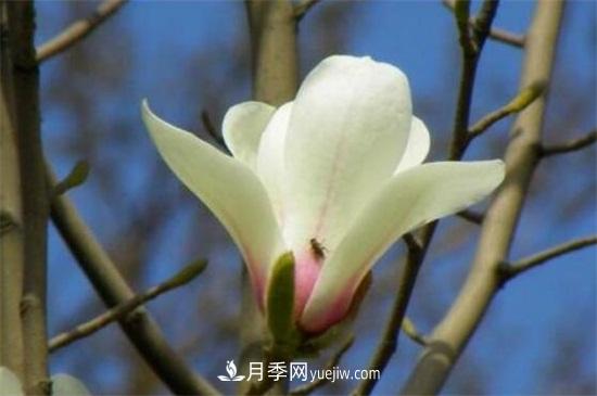 白玉蘭和白蘭花的區(qū)別，白玉蘭花語和含義(圖3)