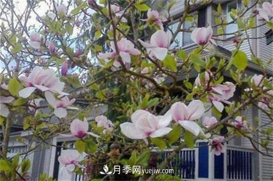 白玉蘭和白蘭花的區(qū)別，白玉蘭花語和含義(圖2)