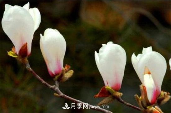 白玉蘭和白蘭花的區(qū)別，白玉蘭花語和含義(圖1)