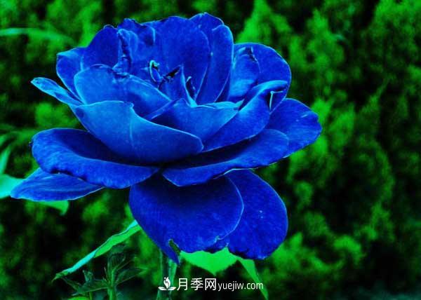 藍(lán)色妖姬是什么月季花？藍(lán)色妖姬的花語(yǔ)是什么(圖2)