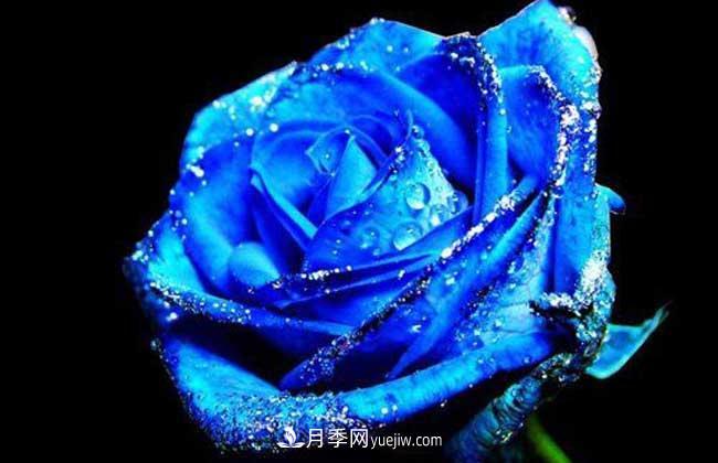 藍(lán)色妖姬是什么月季花？藍(lán)色妖姬的花語(yǔ)是什么(圖1)