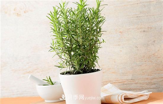 迷迭香在中國(guó)叫什么，迷迭香花語(yǔ)是什么(圖1)