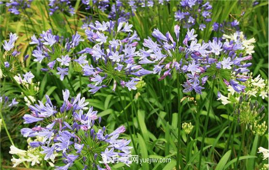 迷迭香在中國(guó)叫什么，迷迭香花語(yǔ)是什么(圖3)