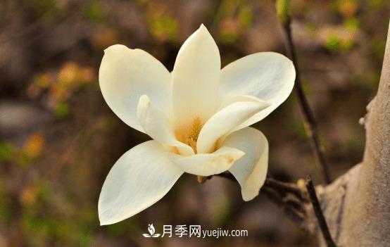 玉蘭花什么時候開，玉蘭花的種植方法(圖1)