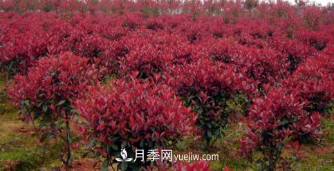 紅葉石楠冬季防護(hù)有哪些重要措施？(圖1)
