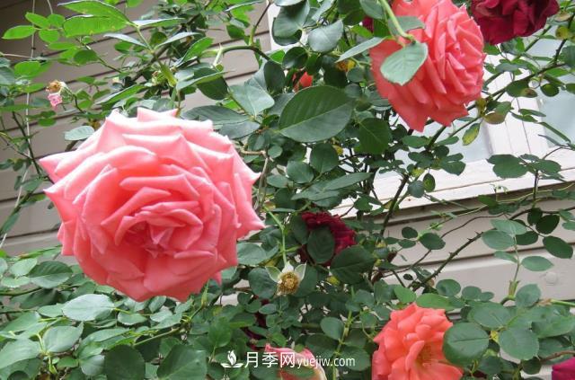 月季病蟲害銹病、黑斑病、白粉病的防治方法介紹(圖1)
