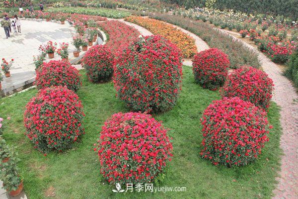 來自南陽月季的直徑80CM月季花球，美上天了(圖1)