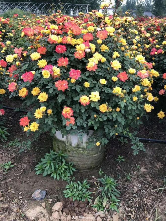 來自南陽月季的直徑80CM月季花球，美上天了(圖3)