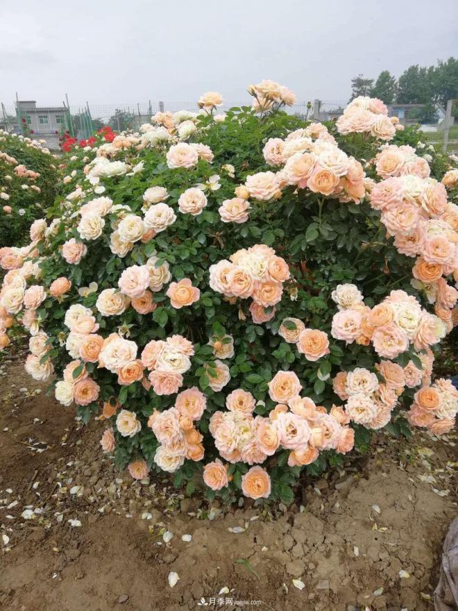 來自南陽月季的直徑80CM月季花球，美上天了(圖4)