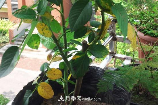 月季花的葉子發(fā)黃枯萎脫落， 怎么辦？(圖1)