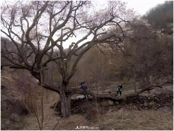 南陽(yáng)南召皇后鄉(xiāng)：辛夷苗木成為脫貧路上“搖錢(qián)樹(shù)”(圖3)
