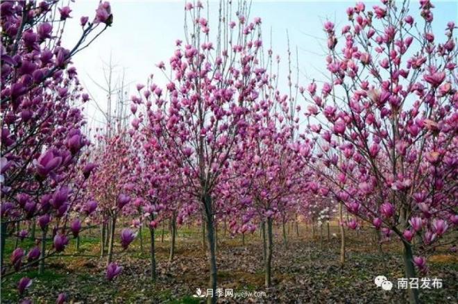 南陽(yáng)南召縣：“中國(guó)玉蘭之鄉(xiāng)”花木分外香(圖1)