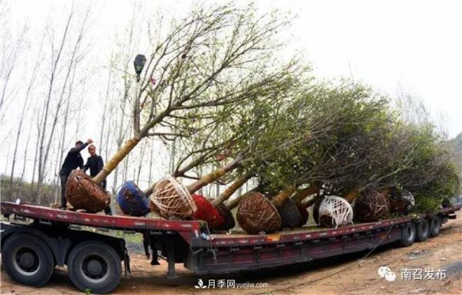 南陽(yáng)南召縣：“中國(guó)玉蘭之鄉(xiāng)”花木分外香(圖2)