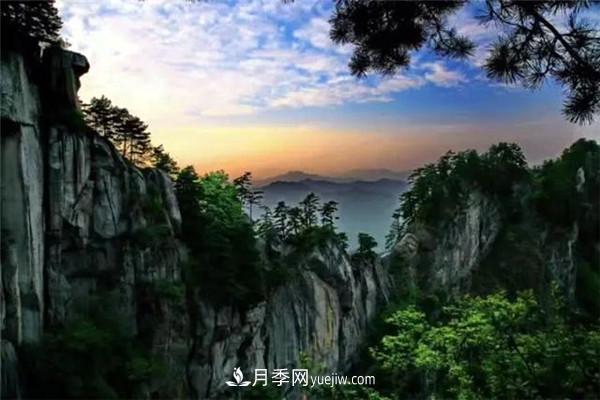一縣一品公益助農(nóng)，河南南召特色農(nóng)產(chǎn)品辛夷(圖1)