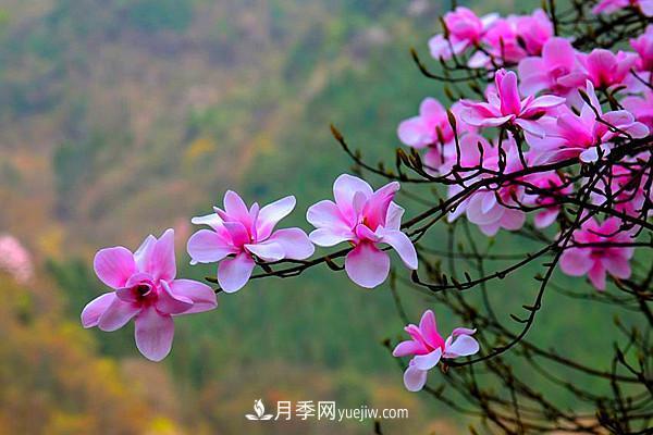 一縣一品公益助農(nóng)，河南南召特色農(nóng)產(chǎn)品辛夷(圖3)