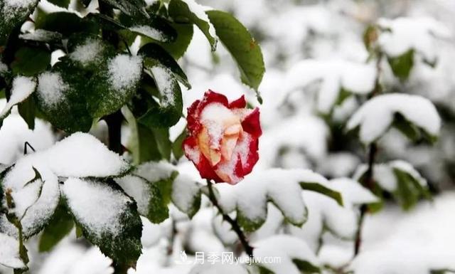你知道月季如何防寒嗎？正在進行時(圖1)