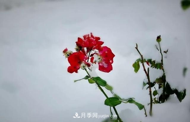 你知道月季如何防寒嗎？正在進行時(圖2)
