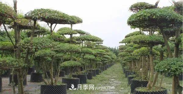 苗木價格是怎么估算的？(圖1)