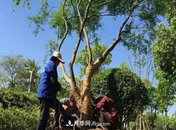 冬季移栽苗木大考驗：冬季適合移栽什么樹種？如何移栽(圖1)