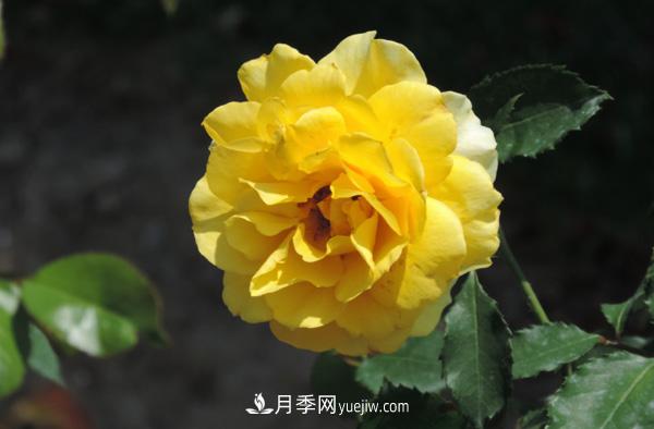 月季養(yǎng)殖營(yíng)養(yǎng)平衡是關(guān)鍵，這些你真的知道嗎？(圖1)