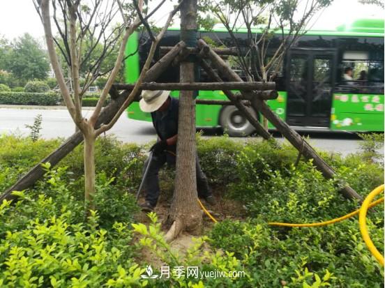 南陽(yáng)市園林局力促銀杏復(fù)壯，打造迷人秋景(圖1)