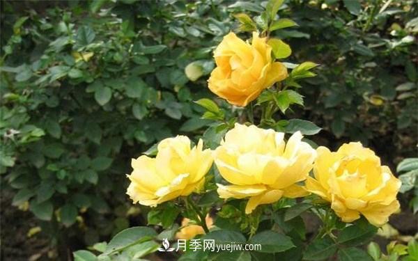 豐花月季的小知識(shí)和代表品種(圖1)