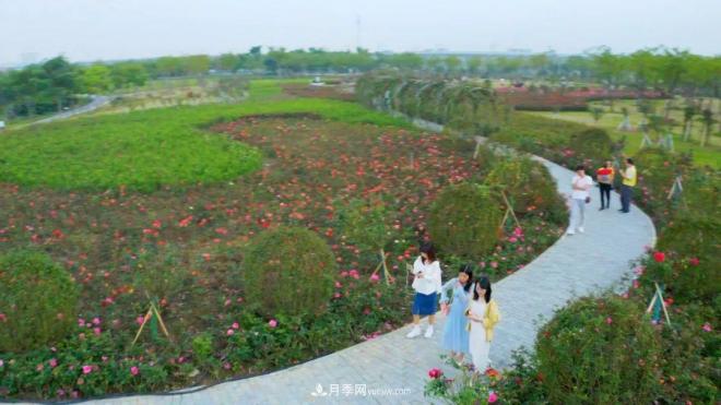 立冬已過，小雪將至~ 肇慶新區(qū)月季園景色獨好、風(fēng)光別致(圖2)