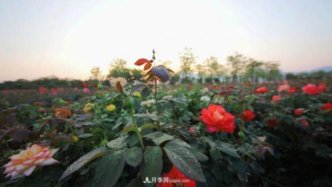立冬已過，小雪將至~ 肇慶新區(qū)月季園景色獨好、風(fēng)光別致(圖1)