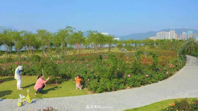 立冬已過，小雪將至~ 肇慶新區(qū)月季園景色獨好、風(fēng)光別致(圖5)