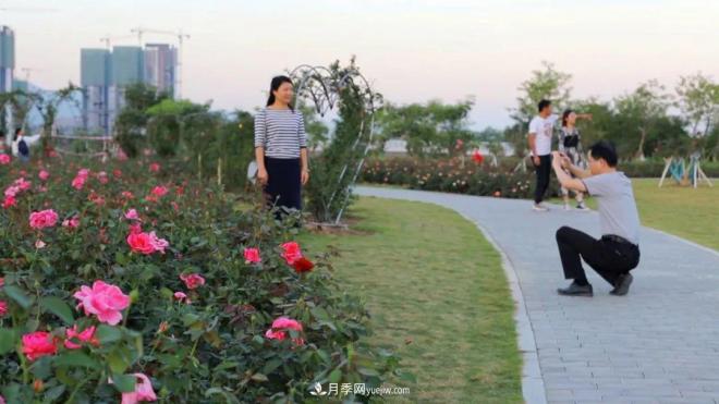 立冬已過，小雪將至~ 肇慶新區(qū)月季園景色獨好、風(fēng)光別致(圖4)