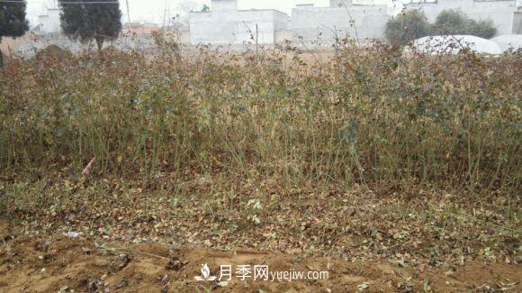 月季裸根苗發(fā)貨了，光譜/紅雙喜/安吉拉(圖2)