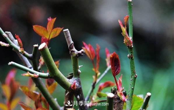 盆栽月季怎么養(yǎng)護(hù)？(圖1)