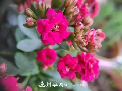 花多多1號(hào)和2號(hào)的區(qū)別，月季花什么時(shí)候用花多多2號(hào)(圖1)