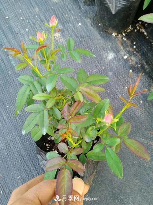 月季花的芽點(diǎn)過多，需不需要處理掉(圖2)
