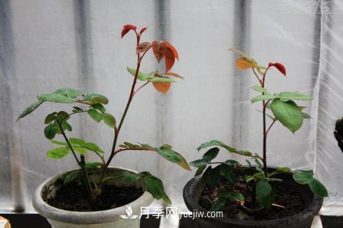 月季花的芽點(diǎn)過多，需不需要處理掉(圖1)