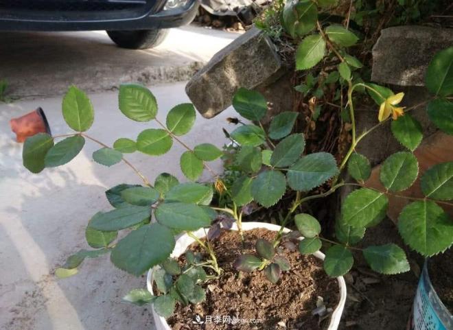 月季花的芽點(diǎn)過多，需不需要處理掉(圖3)