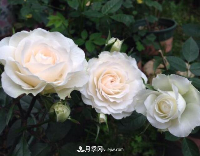 夏季養(yǎng)花，月季不可少！看看令人驚艷的9大月季品種(圖2)
