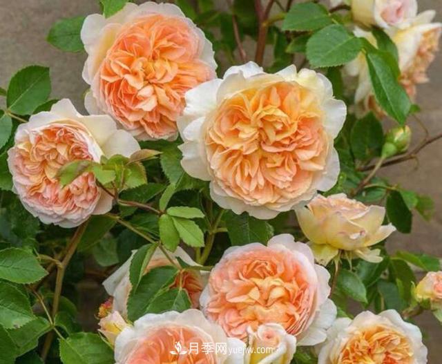 夏季養(yǎng)花，月季不可少！看看令人驚艷的9大月季品種(圖1)