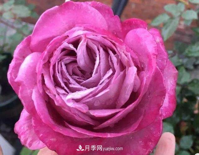 夏季養(yǎng)花，月季不可少！看看令人驚艷的9大月季品種(圖3)