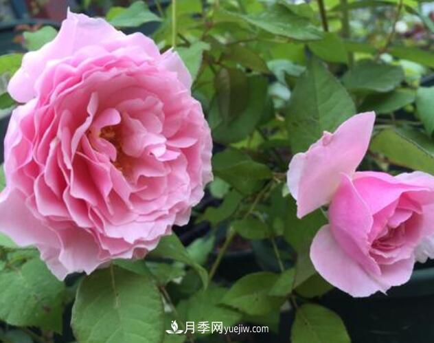 夏季養(yǎng)花，月季不可少！看看令人驚艷的9大月季品種(圖6)