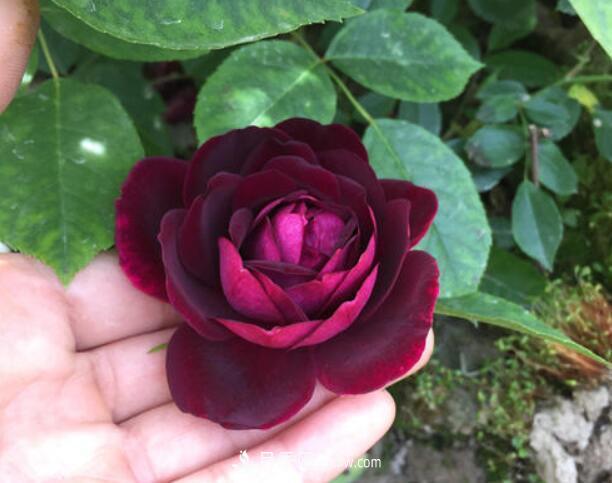 夏季養(yǎng)花，月季不可少！看看令人驚艷的9大月季品種(圖4)