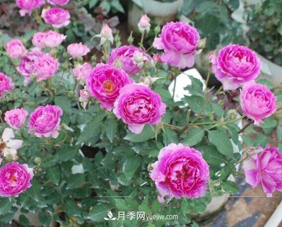 夏季養(yǎng)花，月季不可少！看看令人驚艷的9大月季品種(圖8)