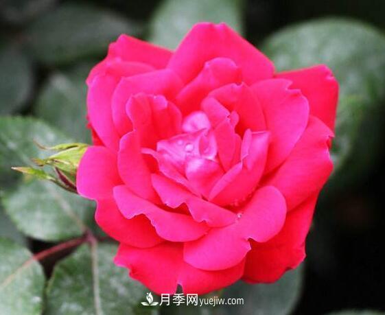 夏季養(yǎng)花，月季不可少！看看令人驚艷的9大月季品種(圖9)